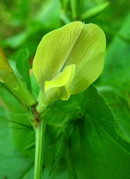 Vicia grandiflora / Veccia farfallona